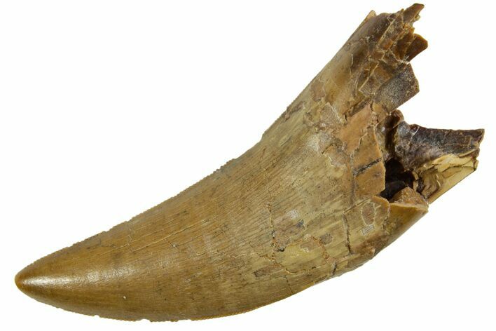 Serrated, Tyrannosaur (Nanotyrannus) Tooth - Montana #378497